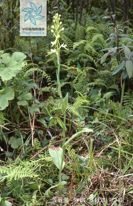 观音竹怎么养,中药材牛尾竹