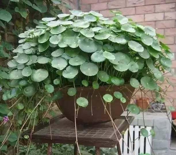 4种花夏天不要多浇水一浇就烂根,这5种花特别耐涝越浇水越会爆盆