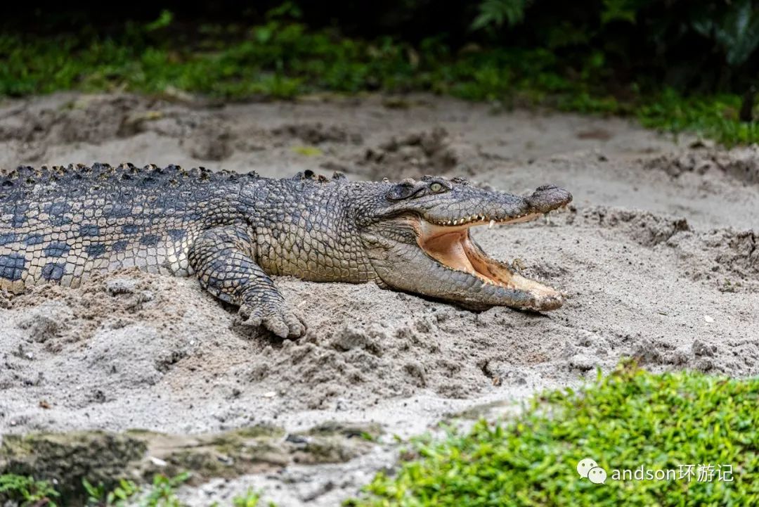 印尼你好怎么发音,印尼歌曲你好傻
