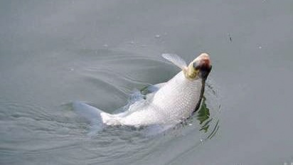 抄网鱼注意事项,抄网鱼怎么放鱼护最安全