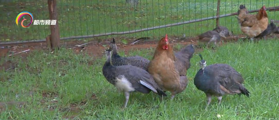 小孔雀孵出来一直叫,小孔雀慢慢长大了