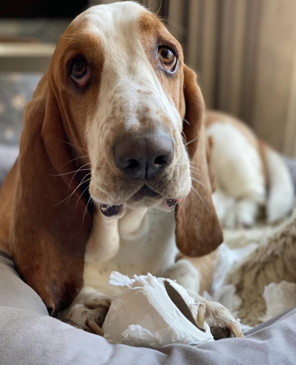 盘点二十种忠爱满世界的萌犬,萌犬系列都有啥