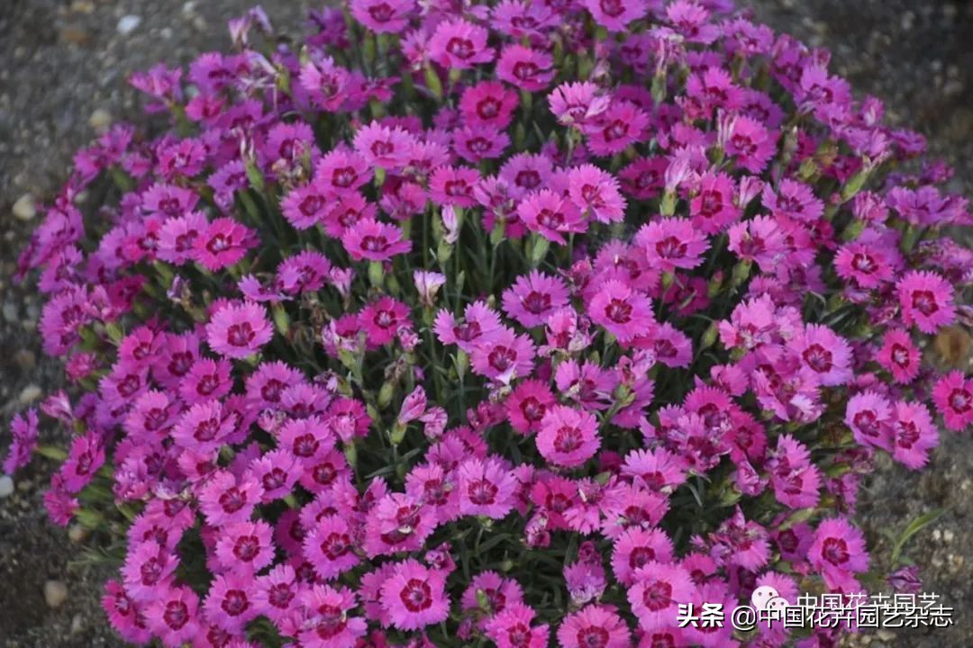 全球知名育种商网上推新品——TerraNova、ProvenWinners|环球