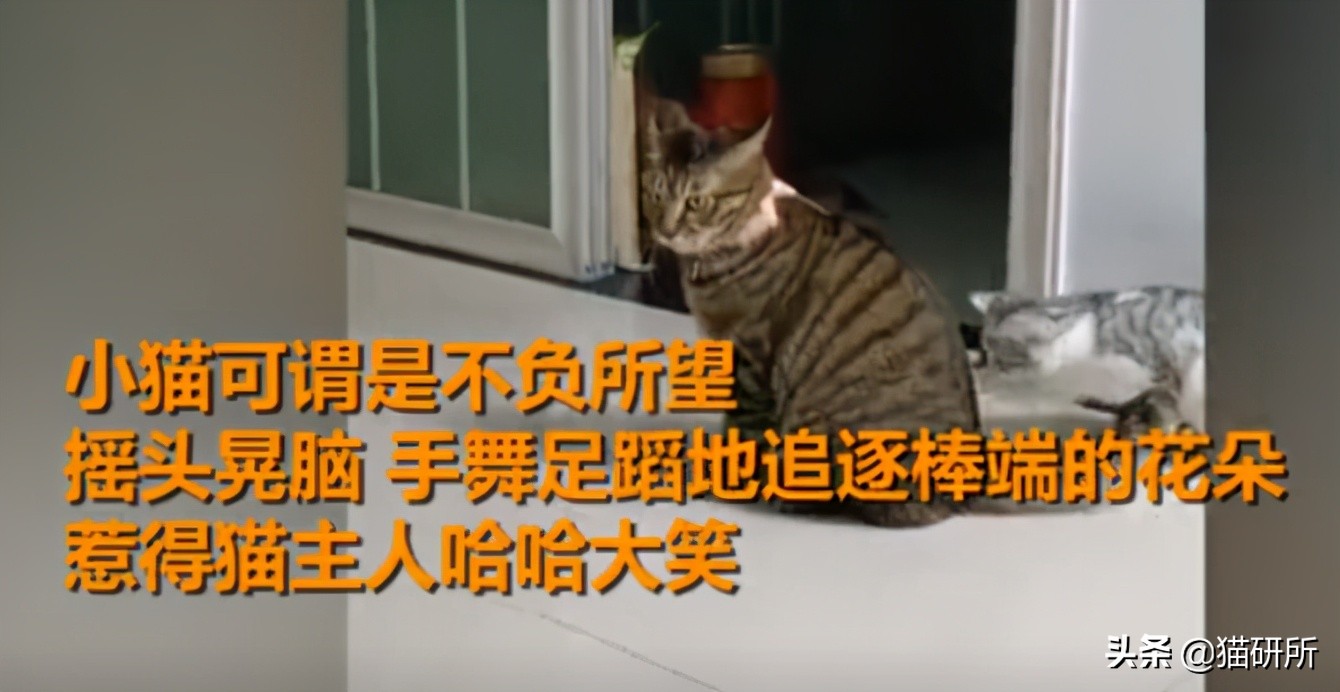 猫咪项圈对人有没有危害,猫咪项圈对猫咪有危害吗