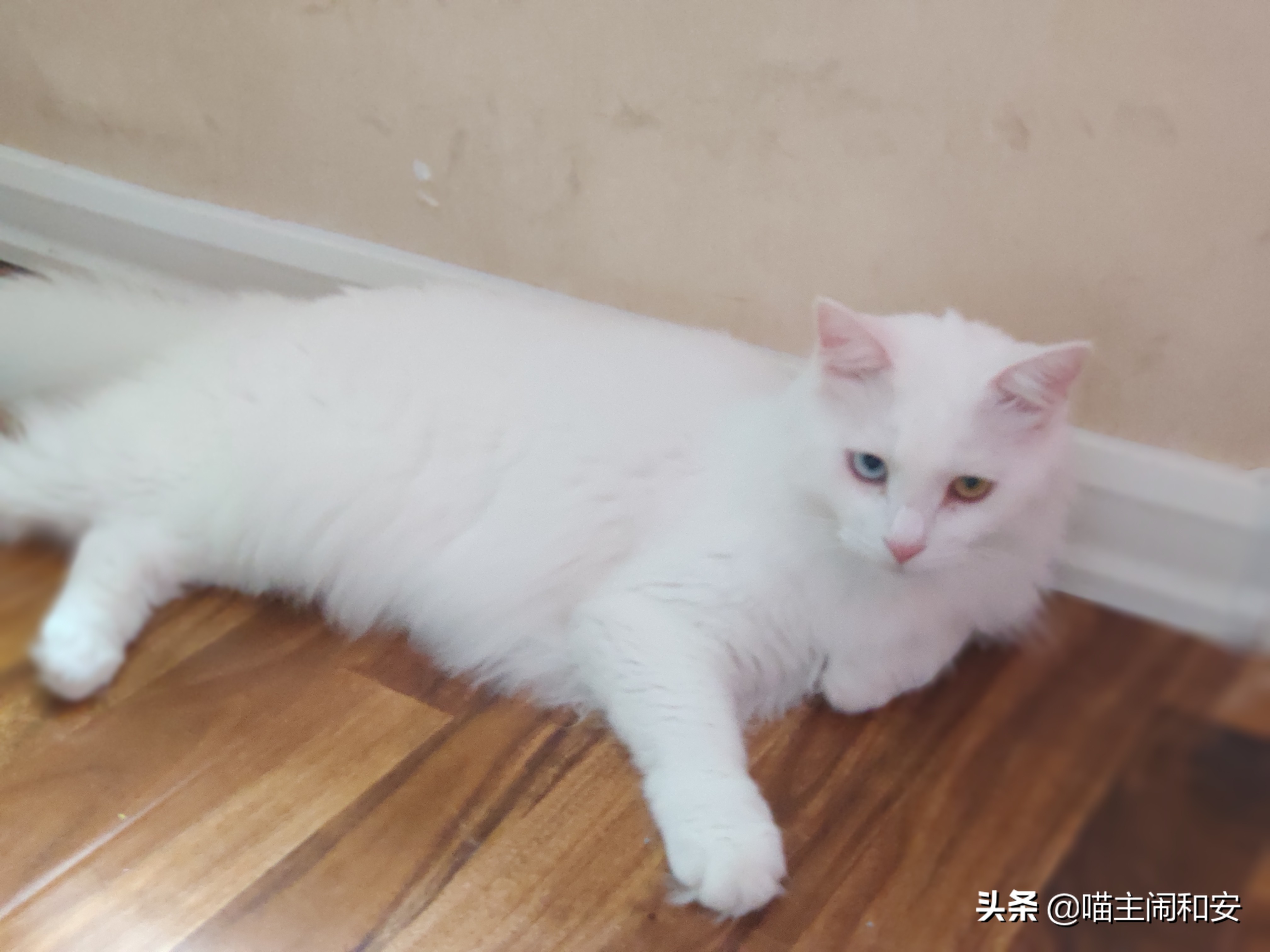 猫咪体外驱虫虫子死掉还是驱赶走,猫咪驱虫新手入门教程