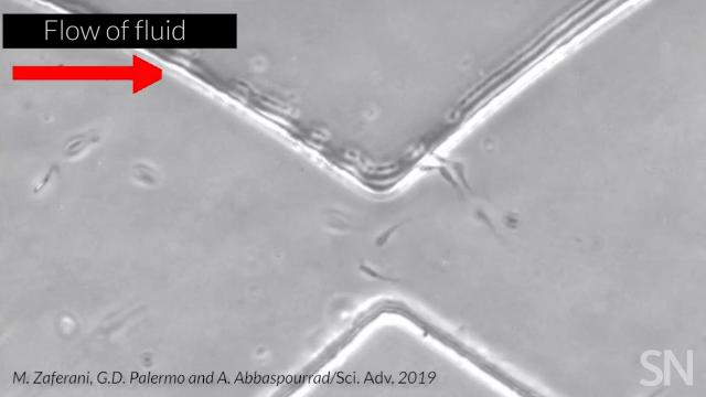 科学家研究精子运动过程，视频显示行动缓慢的毫不留情被淘汰了