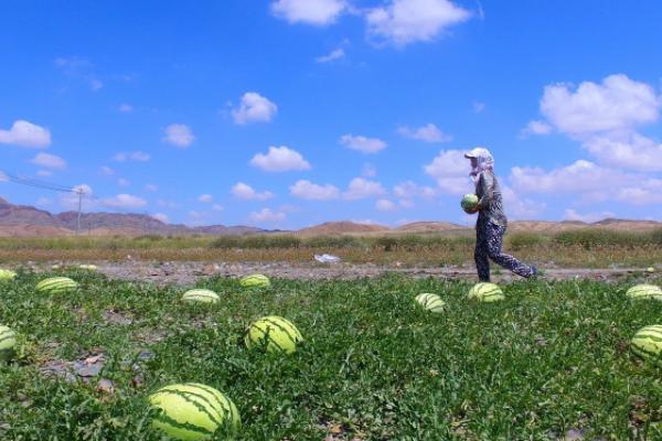 宁夏禁止种植硒砂瓜补偿政策,宁夏禁止种植硒砂瓜