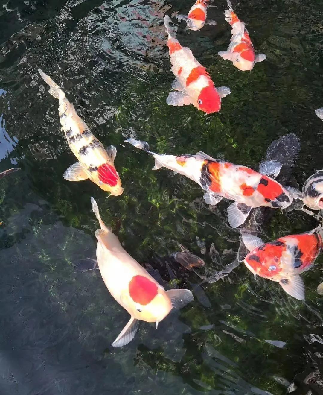 养鱼六大坑你中了几招,养鱼走过的雷区