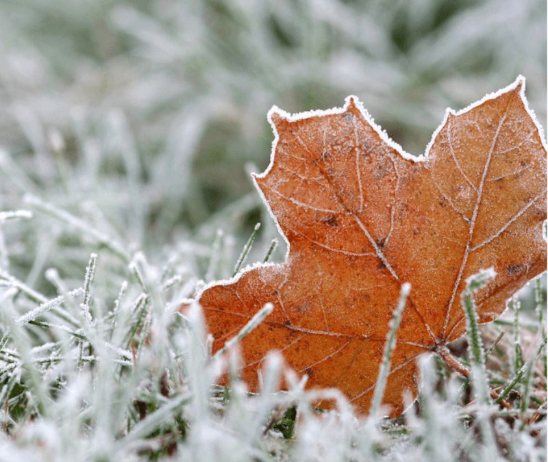 草坪冬季维护技术,冬季草坪铺设养护