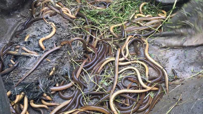 黄鳝的养殖技术及注意事项,新手网箱黄鳝养殖能成功吗