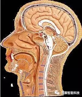 大脑工作原理,一张图看懂人类大脑工作原理