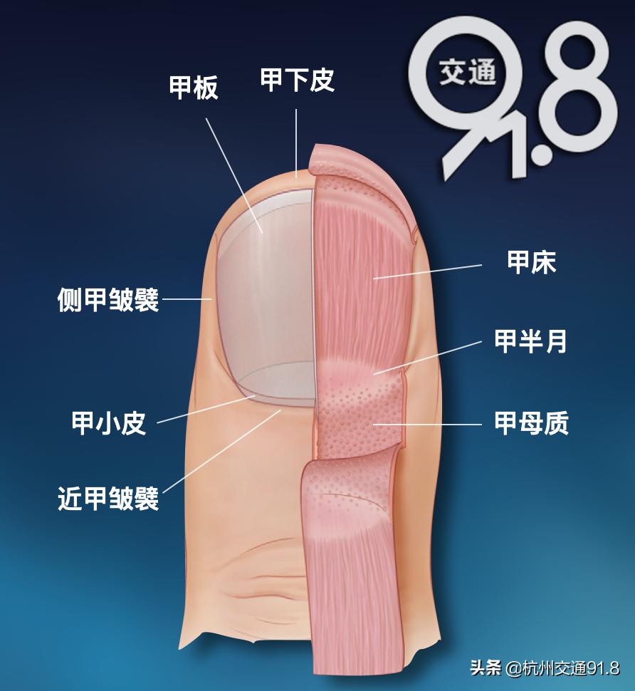 11岁女孩有斑秃,11岁女孩突然掉发斑秃