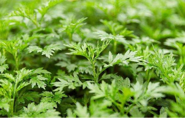 养鸡给鸡吃什么预防药,养鸡喂什么药可以预防病毒