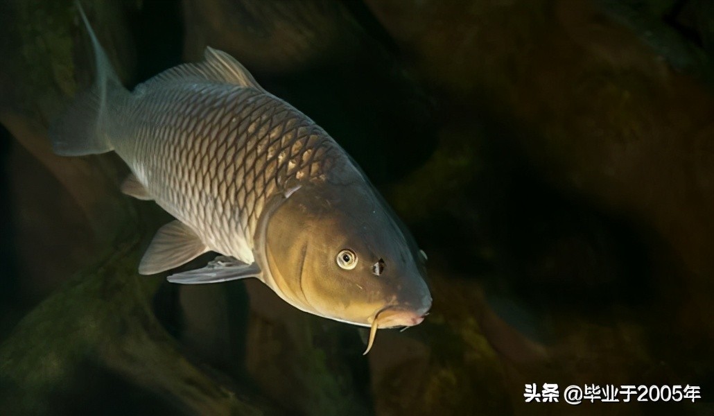 大连近海常见鱼类图鉴,大连哪里可以垂钓淡水鱼