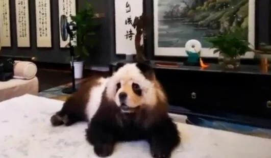 宠物美容中的常见问题及解决方法,宠物美容基础染色注意事项