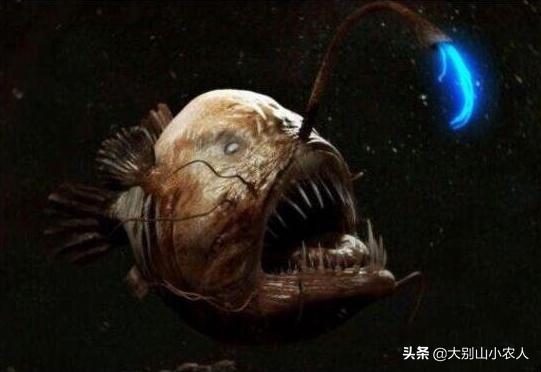 深海的鮟鱇鱼,深海鮟鱇鱼