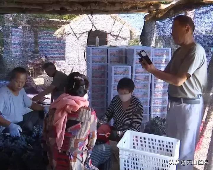 葡萄熟了直播间现场直播卖货,葡萄现场直播卖货