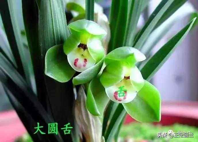 兰花知识大全100种,兰花鉴赏术语100条