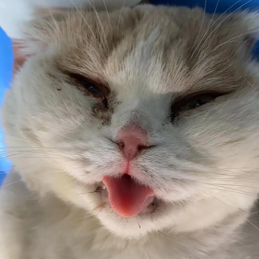 当猫咪遇见病痛,当猫咪突发心脏病如何急救