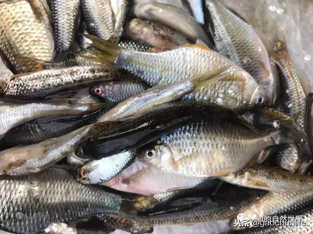 大草龟和小草龟谁好养,变异草龟和草龟的区别