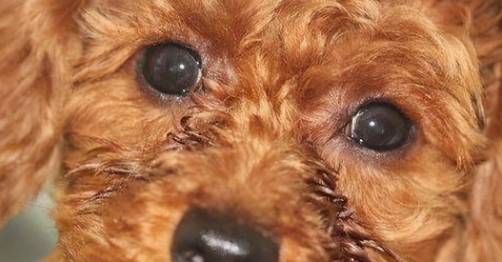 新手养狗泰迪怎么选择狗粮,新手养狗泰迪基础知识