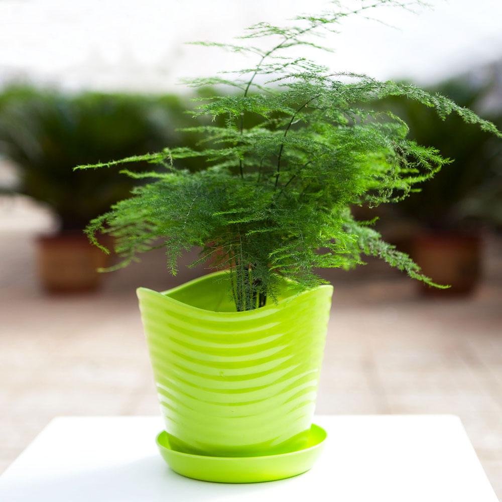 文竹叶片发黄不要放弃，这样做很快会恢复！