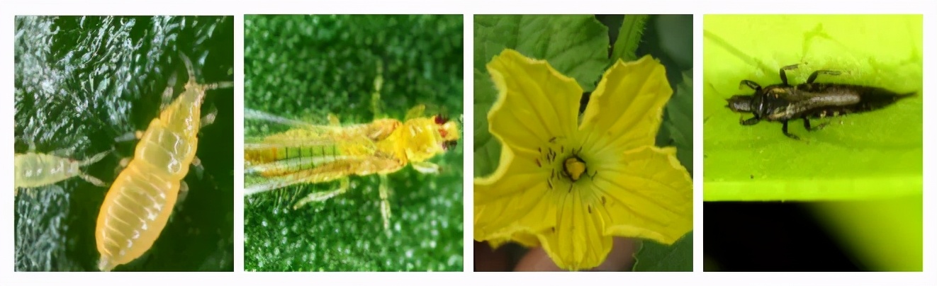 蓟马专用杀虫卵剂,除虫灭蚊大杀器