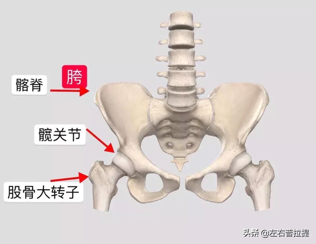 假胯宽普拉提怎样训练,假胯宽练普拉提注意事项