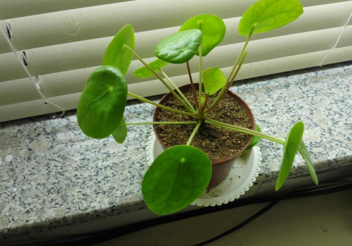 镜面草叶片出现黑斑怎么办,镜面草倒盆后蔫了还能活吗