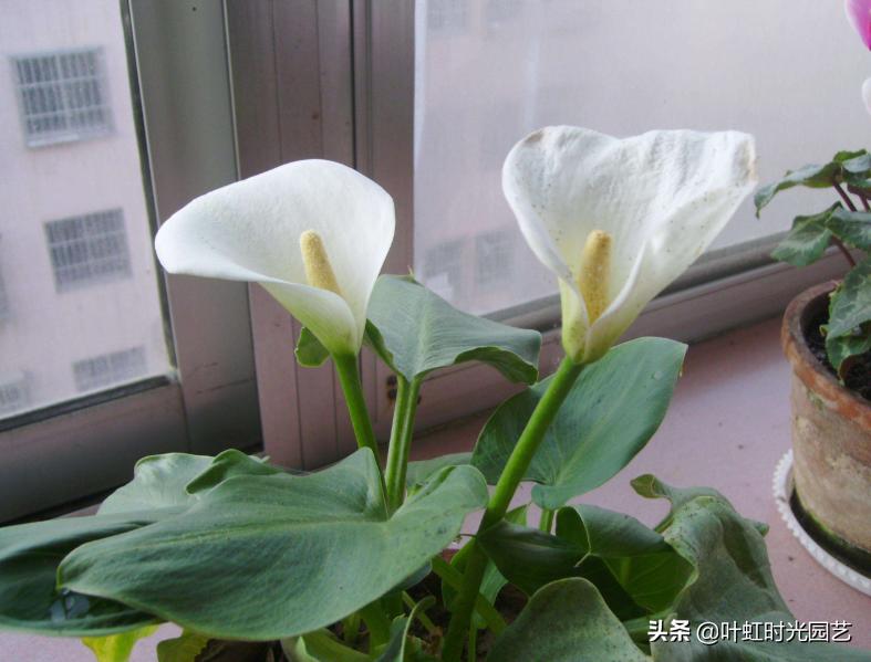 7月养护马蹄莲，注意这5点，长势颇好