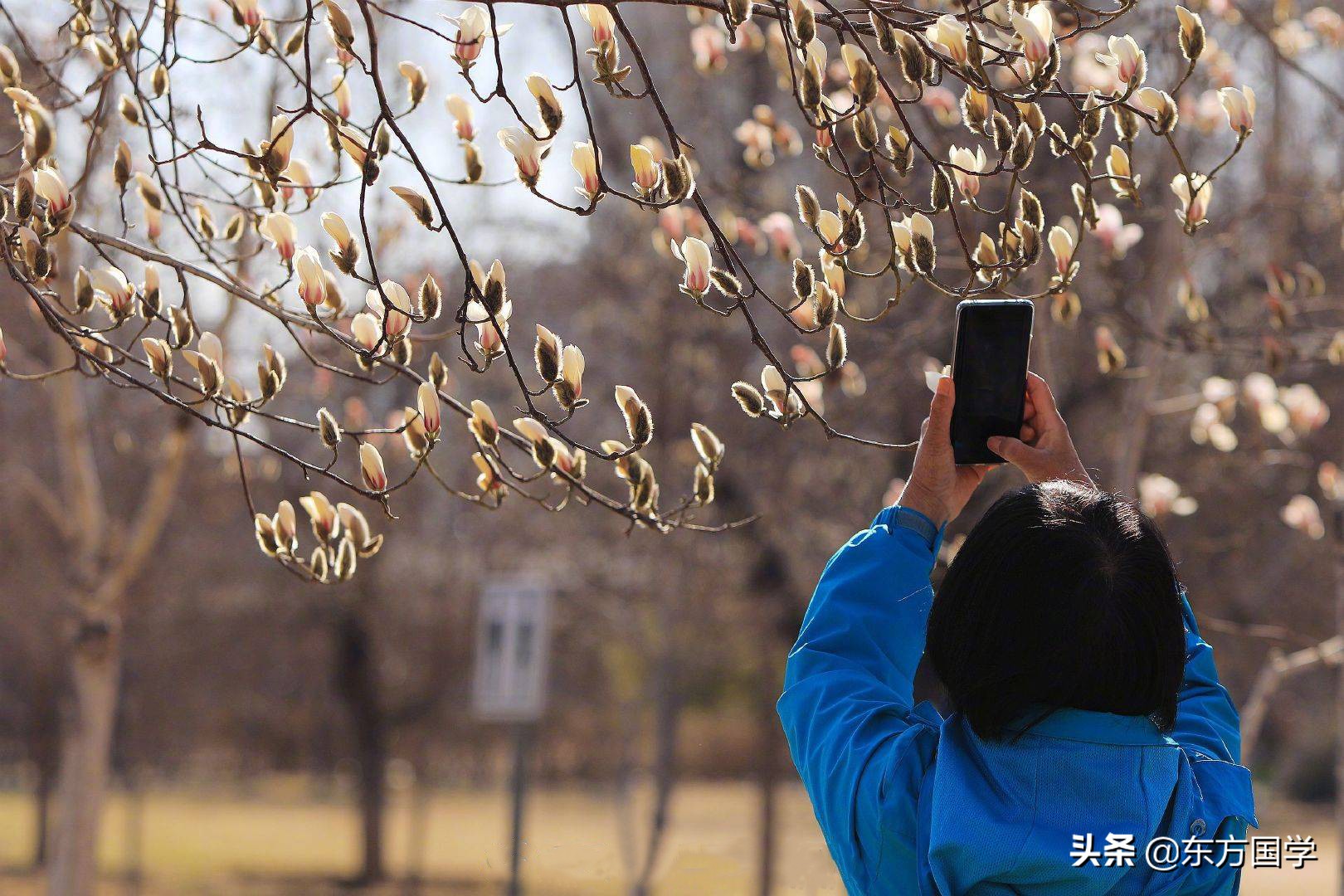 @所有人，周末一起赏玉兰，五处北京玉兰美景