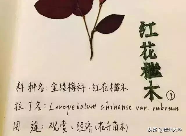 各科的奇葩作业,千奇百怪的作业