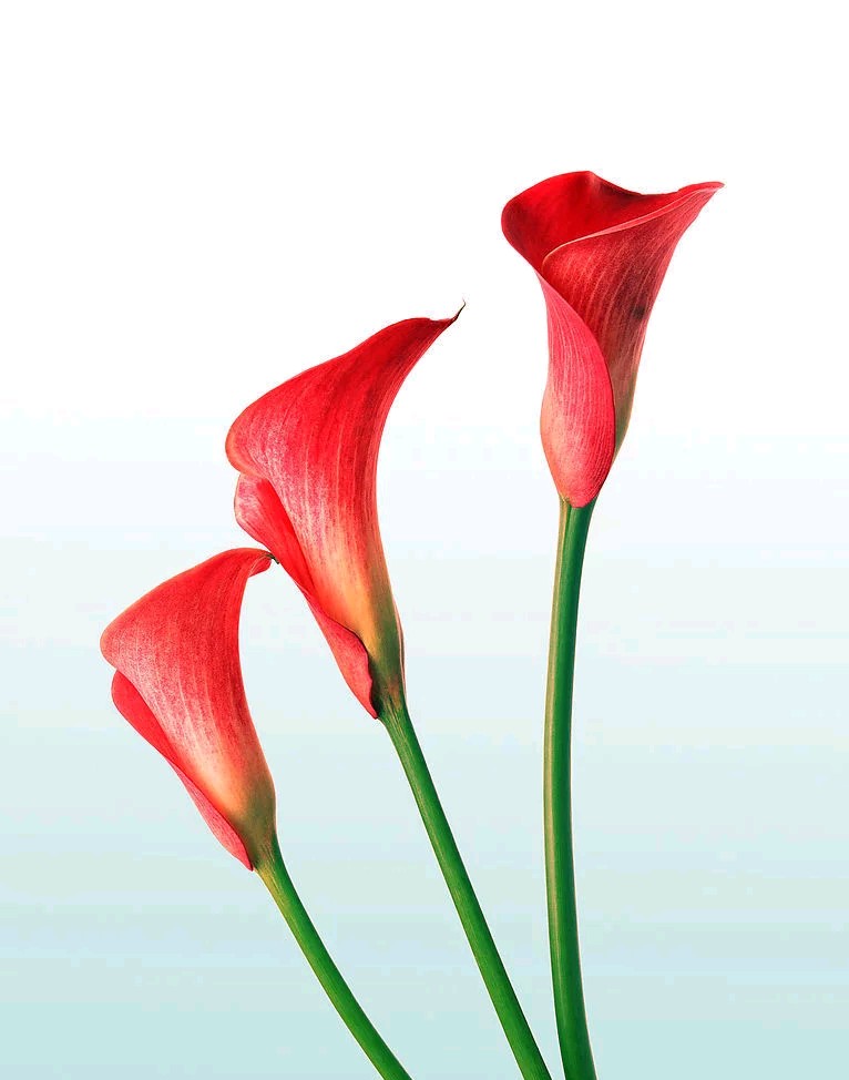 马蹄莲观赏内容,一盆马蹄莲