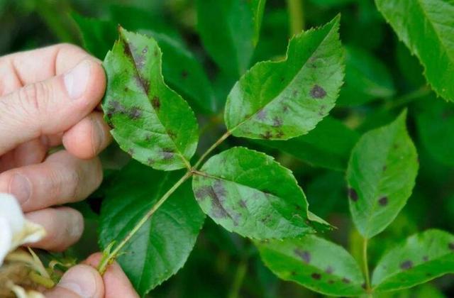 养花长虫子了,养花的水里有虫子怎么杀虫不伤花