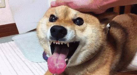 狗吃醋起来比男朋友还难哄,狗子这才是哄女朋友的正确方式