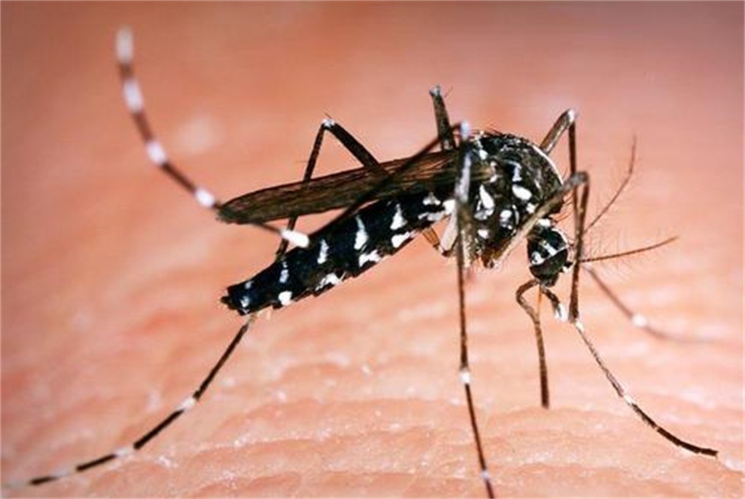 为什么蚊子幼虫期危害大,蚊子为什么被称为害虫