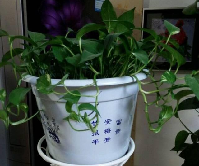 绿萝怎么造型更好看,大绿萝怎么做造型好看