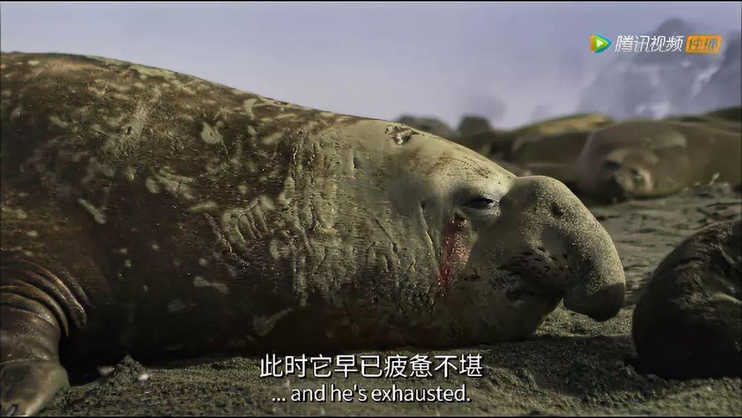 炸裂9.9,BBC再出神片,美得让人脸红