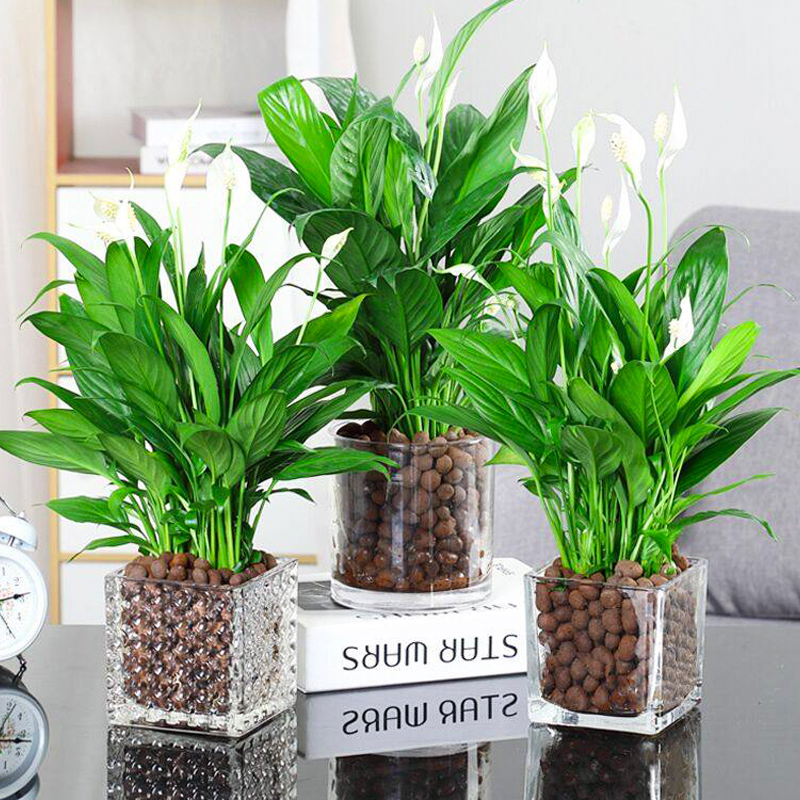 十大好养的懒人花好看,家中常种的十种吉祥花