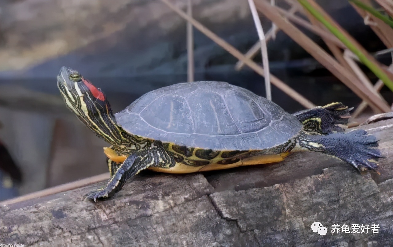 乌龟出眠后入水前怎么处理,乌龟出眠的正确方法