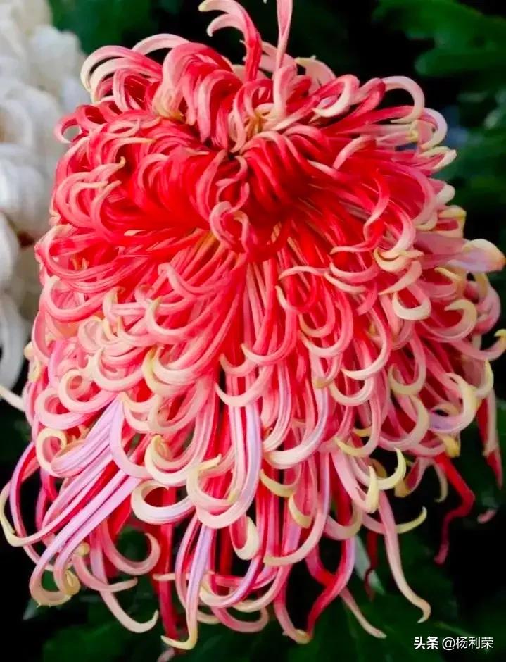 朗读者的心声,随笔朗诵素材