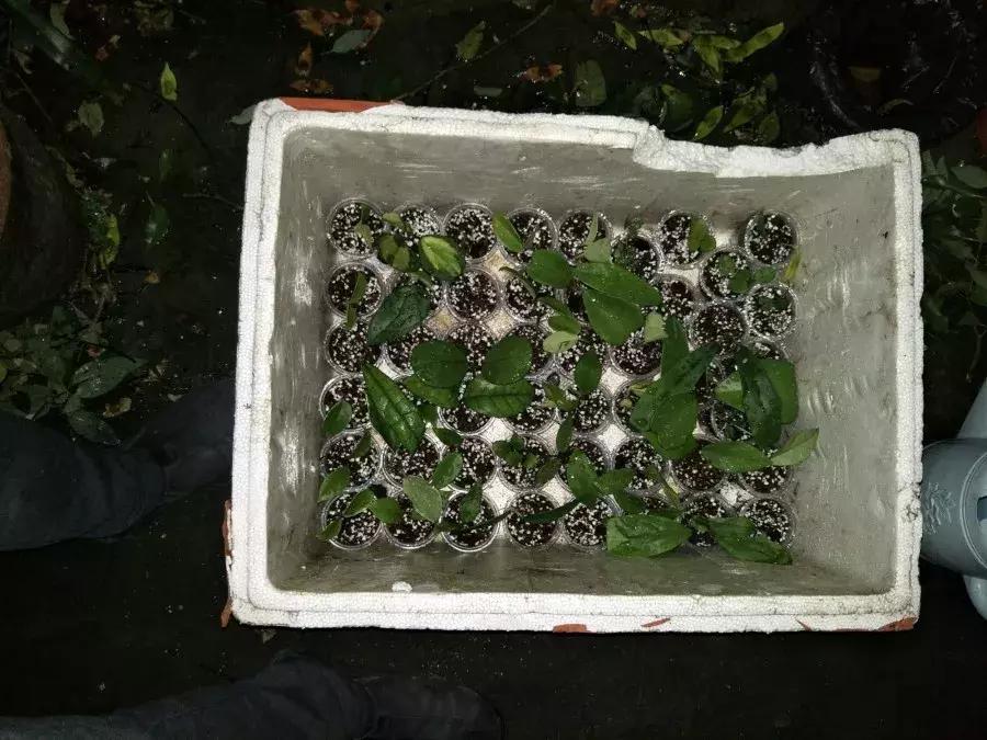 这6种花给点水就爆盆懒人必备,插枝最好养的四种花