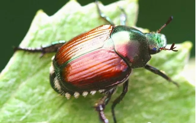 北方常见的昆虫科普知识大全集,南方动植物昆虫实物图鉴