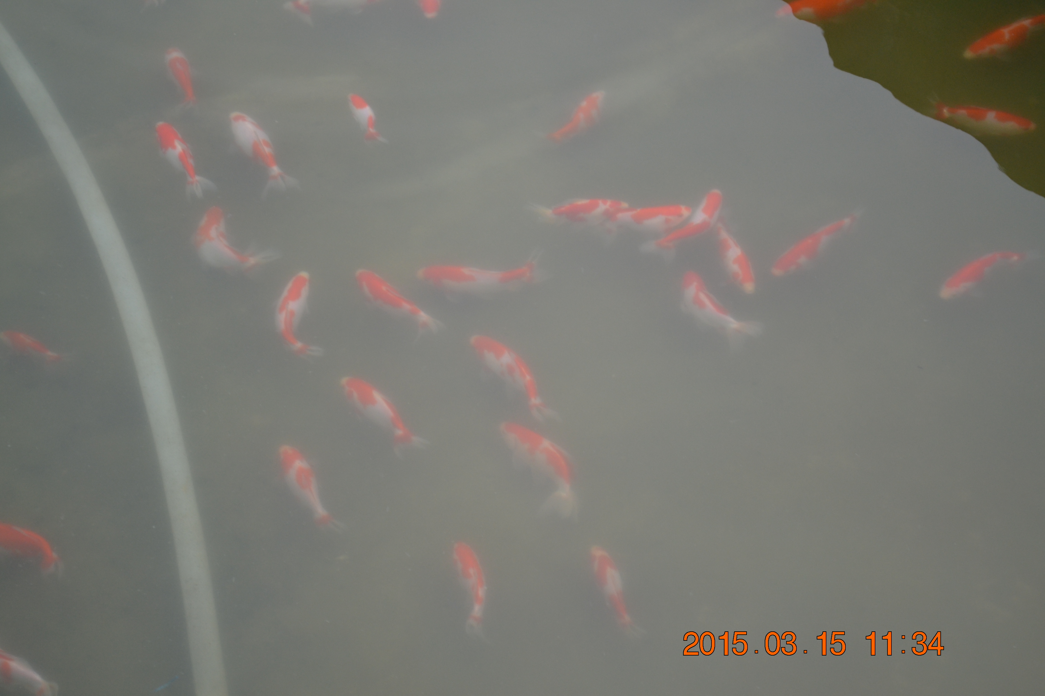 湖南最好的锦鲤养殖基地,湘潭锦鲤养殖