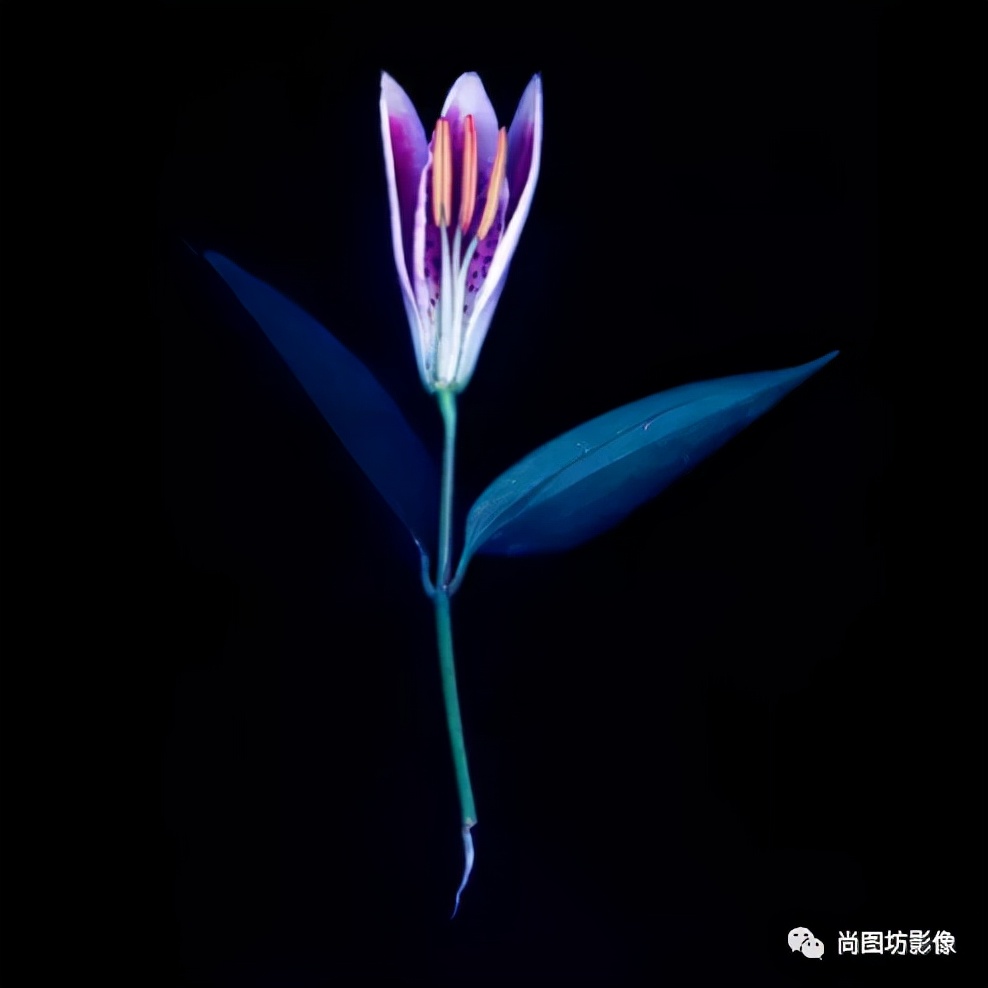 国际摄影展获奖作品,国际摄影获奖作品欣赏第88期