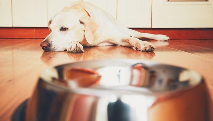 狗食管反流是怎么回事,狗狗胃食管反流症状