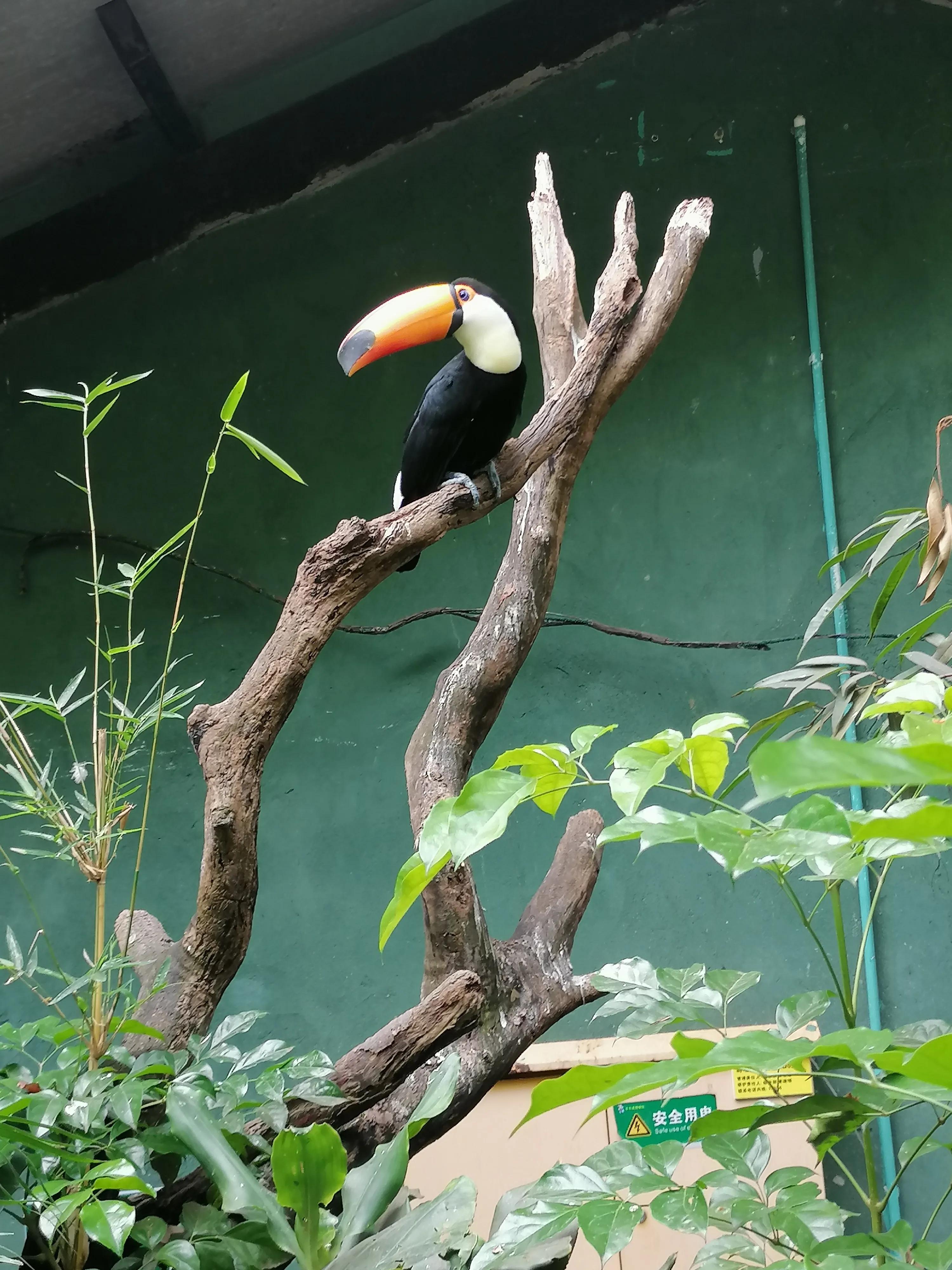 广州长隆动物世界好玩到什么地方,广州长隆动物世界有什么玩