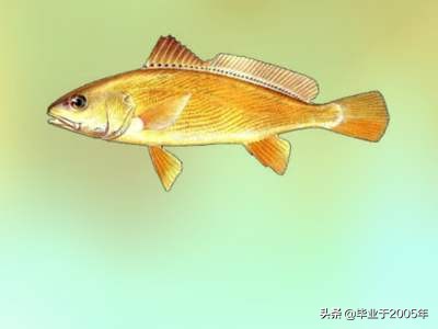 辽宁常见的鱼有哪些,辽宁沿海常见鱼