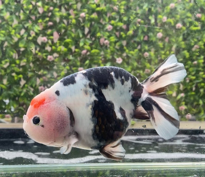 金鱼一般养几条对风水好,金鱼怎么养才正确