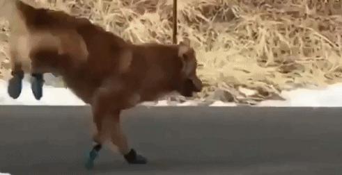 埃及脚希腊脚罗马脚区别,罗马脚希腊脚埃及脚